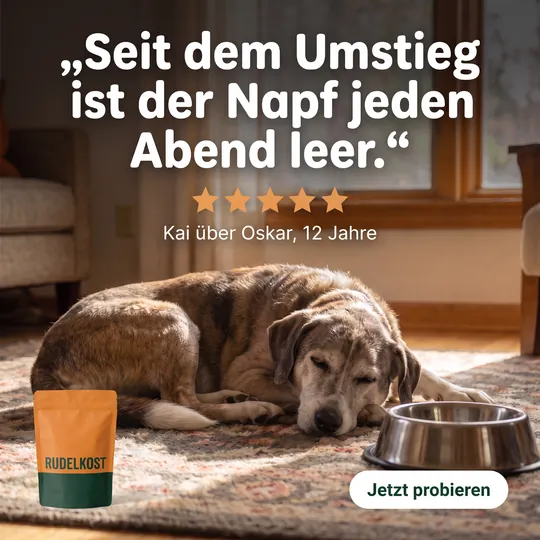 Zitat-Anzeige: älterer Hund auf dem Teppich neben leerem Napf, großes Zitat „Seit dem Umstieg ist der Napf jeden Abend leer.“