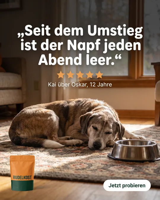 Zitat-Anzeige: älterer Hund auf dem Teppich neben leerem Napf, großes Zitat „Seit dem Umstieg ist der Napf jeden Abend leer.“